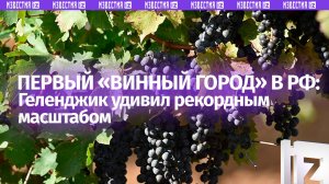 Винная революция на Кубани! Виноградников стало больше на тысячи гектаров