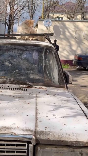 Котики нашего двора. Краснодар.