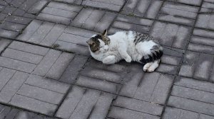 🔥 завтрак под пение птиц в 6 утра; Клёпа в роли голодного; лапка у Енотика🐈⬛🐈