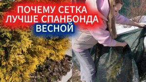 Почему сетка лучше  спанбонда для туи от весеннего солнца: выбираем и крепим притеняющую сетку