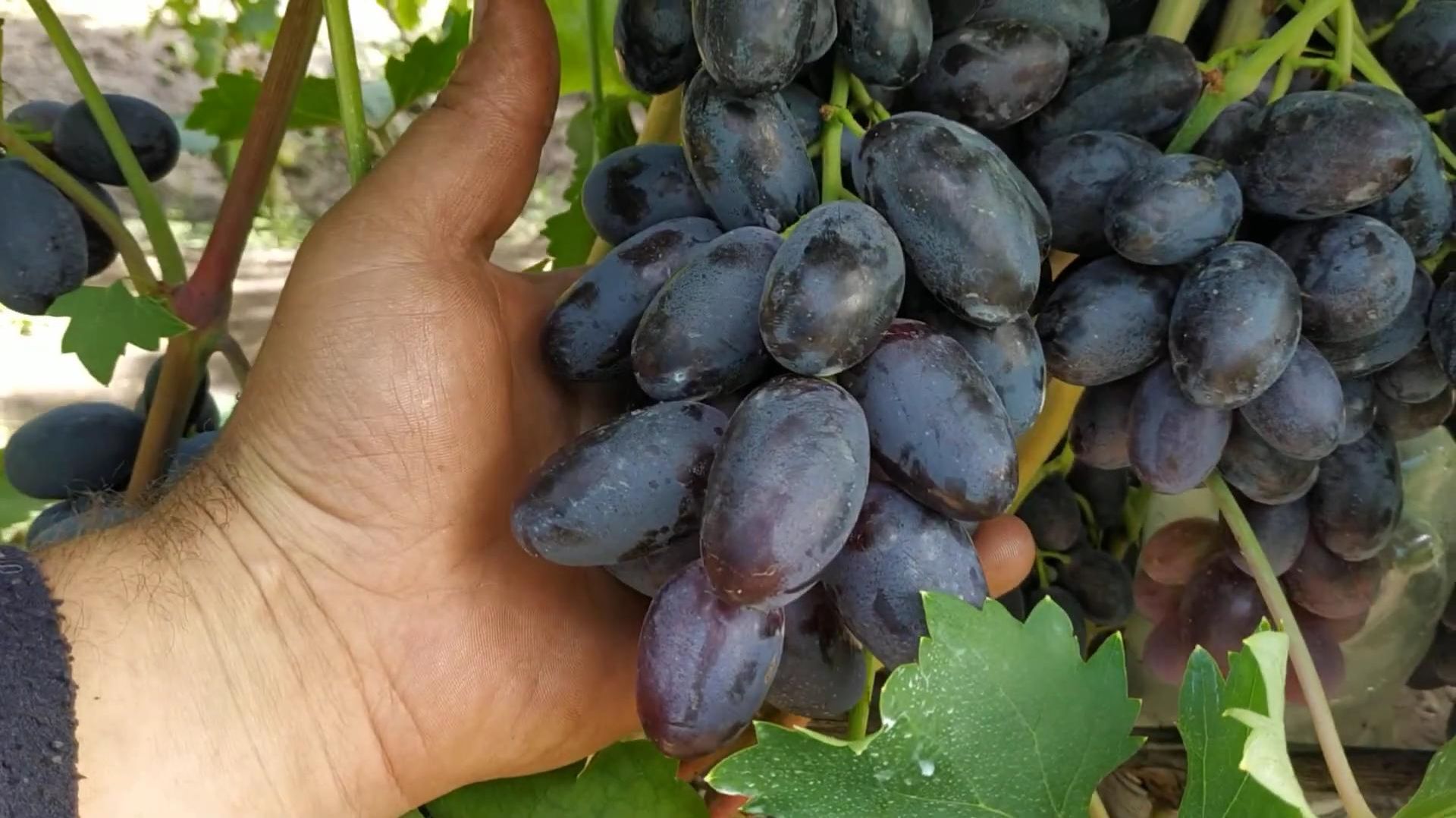 Супер виноград Фуршетный Ростов на Дону | Донская Лоза