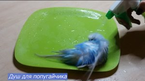 Душ для попугайчика