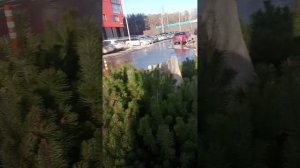 сосна горная на улице Владимира Высоцкого