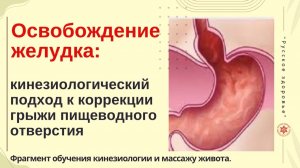 Освобождение желудка: кинезиологический подход к коррекции грыжи пищеводного отверстия.
