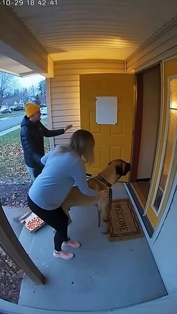 Собака vs Курьер