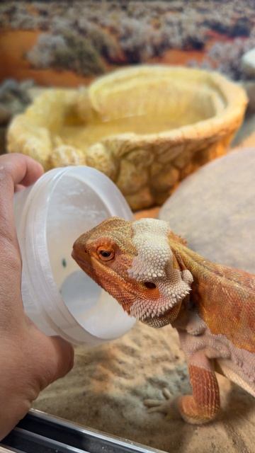 АСМР кормежка моих ящеров