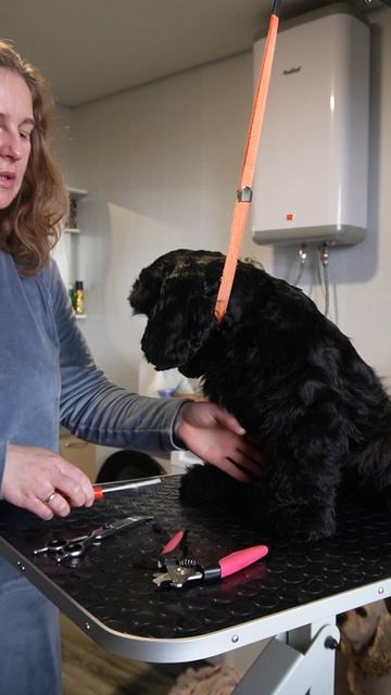 Видео привет от Арнольда