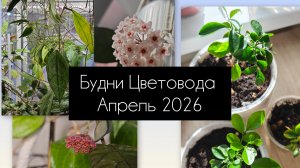 будни цветовода. апрель 2026