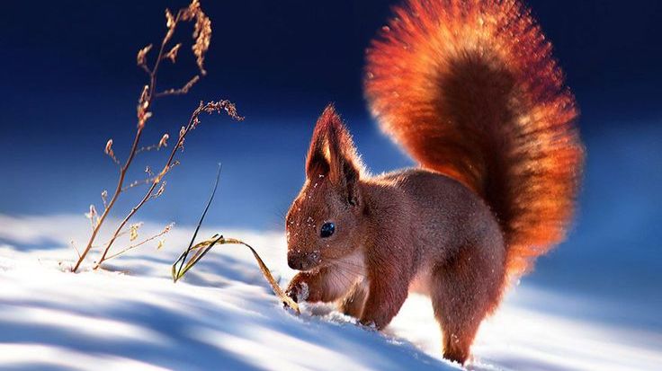 Коран на русском языке сура 011. Худ ( Худ )