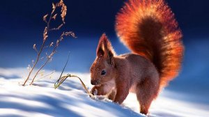 Коран на русском языке сура 011. Худ ( Худ )