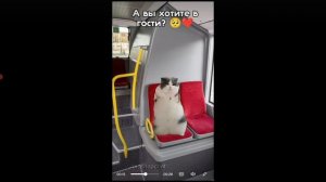 Пов: Я В Автобусе🎧 𐙚 🐾