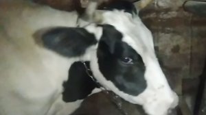 Это не хайп - это моя тема...