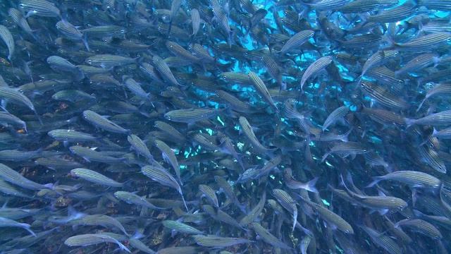 Чудеса голубой планеты. Семь континентов 3 серия (документальный сериал, 2011)