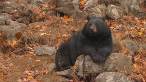 ОЧЕНЬ КРАСИВАЯ МУЗЫКА, КОТОРАЯ УСПОКАИВАЕТ И ПОМОГАЕТ РАССЛАБИТЬСЯ