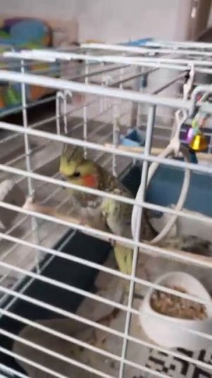 мои животные 😺