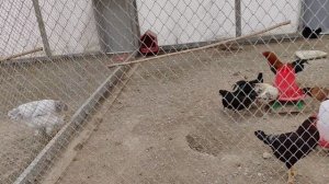 Козы 🐐 Ботанический парк. Бухара 01.04.2026