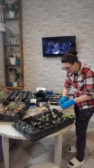 пересаживаю хризантемы,  петунии, баклажаны