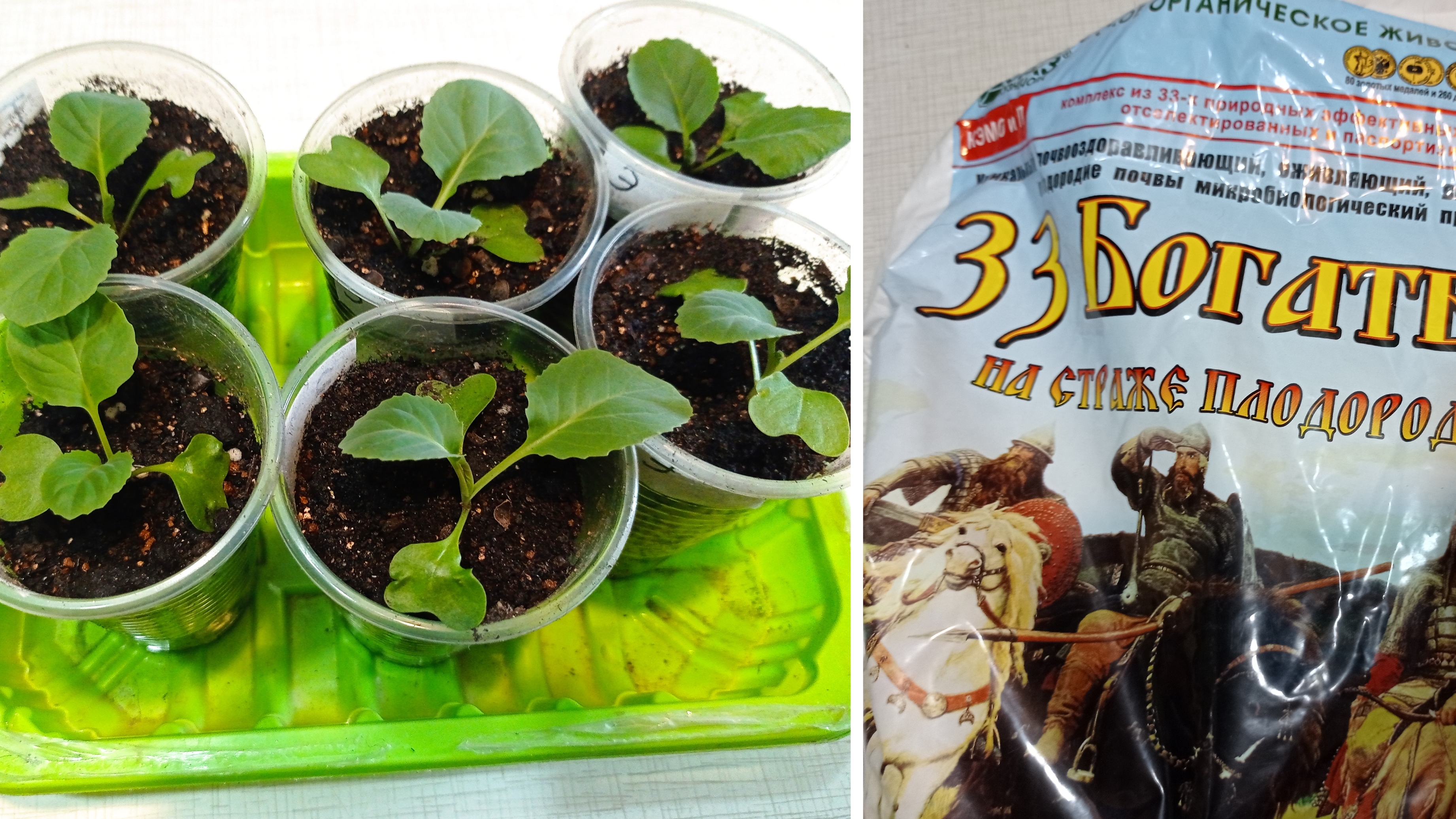 Рассаживаю в стаканчики раннеспелую капусту. Добавила грунт 