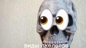виды скелетов