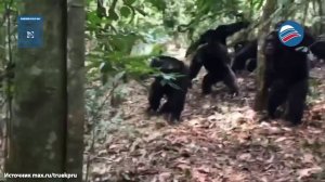В Уганде разразилась братоубийственная война среди шимпанзе. Погибло не менее 24 особей