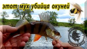 Окунь как прилов при ловле голавля на спиннинг. Ловля окуня.