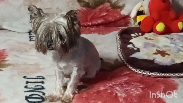 //193// Жизнь в деревне.Мариную крылья на шашлыки и картошку по деревенский.