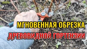СКОРОСТНАЯ весенняя обрезка ДРЕВОВИДНОЙ ГОРТЕНЗИИ на максимальное цветение 🌸