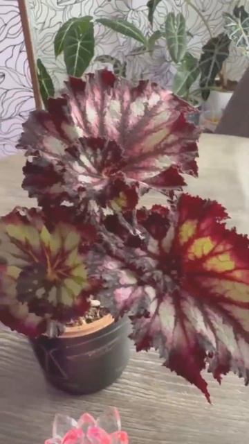 Магия Бегонии Крем и Шоколад