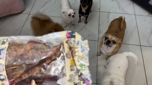 Давненько трахеей не лакомились, все с удовольствием погрызли.