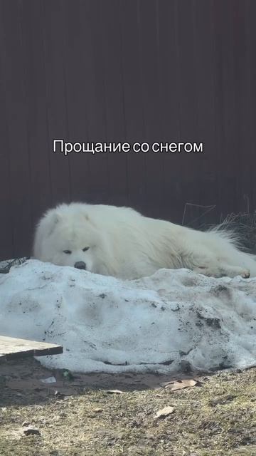 Ничего грустнее сегодня вы уже не увидите