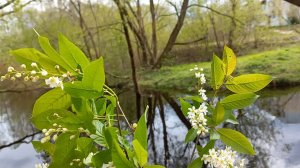 Птицы поют у ручья 
Весенние напевы.Распускаются деревья, черёмуха