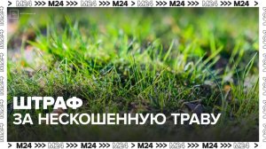 Москвичам напомнили о штрафе за нескошенную траву - Москва 24