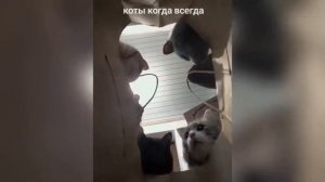 Любопытство