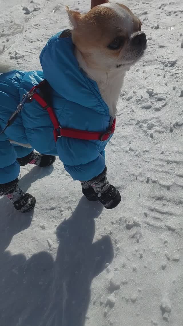 #ЧихуахуаРеди❤️ГОЛУБОЙ ЦВЕТ ФАВОРИТ СЕЗОНА ВЕСНА ЛЕТО 2026