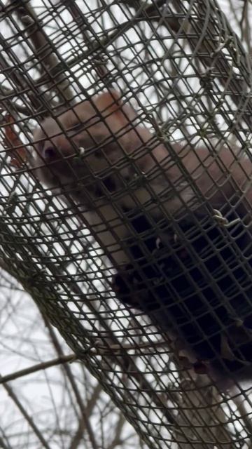 КУНИЦА с характером! A feisty MARTEN!