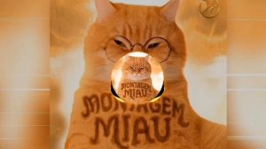 котик  мяу-мяу быстрая музыка 3 минуты и одна секунда