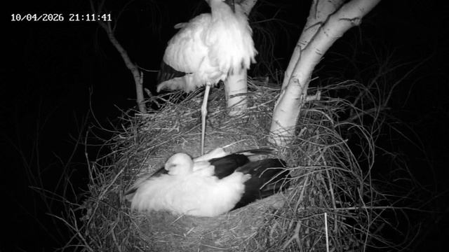 Краснокнижных пернатых напугал крик скворца