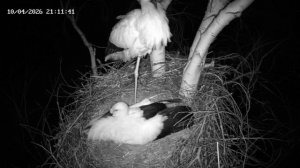 Краснокнижных пернатых напугал крик скворца