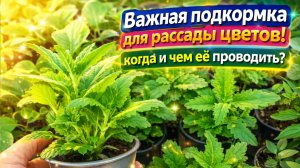 Гвоздика, вербена, виола, тагетисы, герань и сальвия - не пропустите эту подкормку!