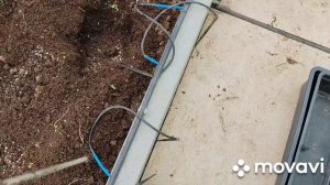 Высадила томаты 3 апреля , что с ними через неделю 10.04.2026