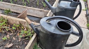 364. Обработка клубники от вредителей после зимы.