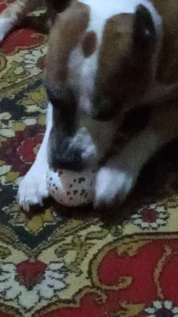 Амстафф Трейси играет своей новой суперпрочной игрушкой