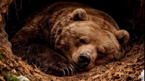 Пока спит медведь
