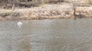 Лебедь на речке 11-04-2026