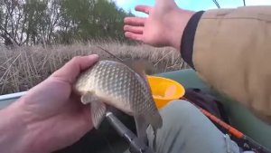 Простейшее тесто – клюёт! И почему я раньше не рыбачил.