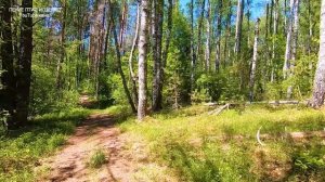 Лес и пение птиц для умиротворения