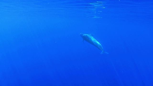 Чудеса голубой планеты. Семь континентов 4 серия (документальный сериал, 2011)