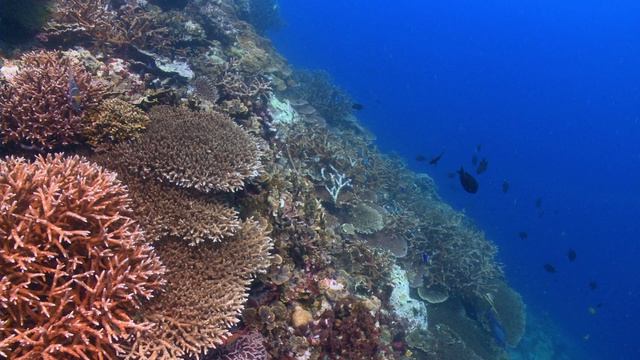 Чудеса голубой планеты. Семь континентов 1 серия (документальный сериал, 2011)