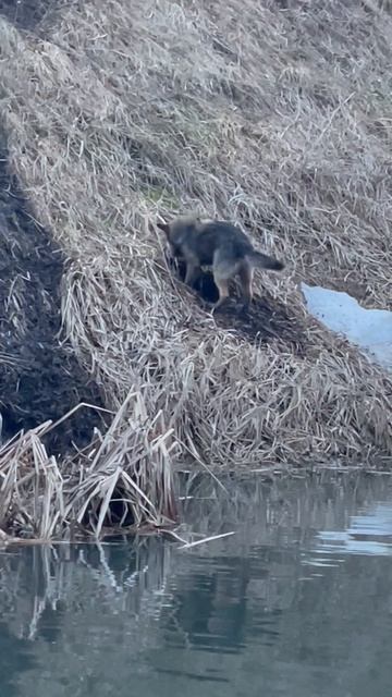 Охота на бобра  👍👍👍😃