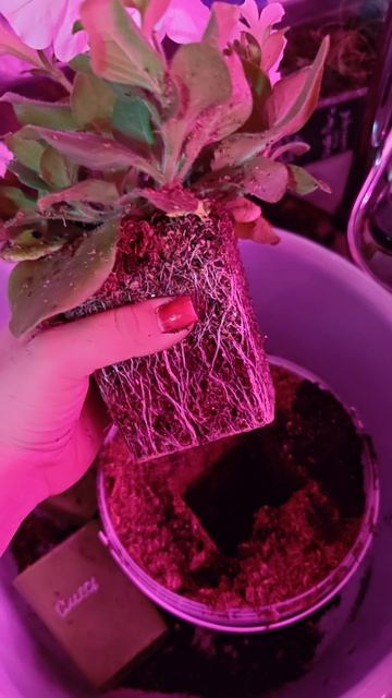 Петуния белая. Смесь